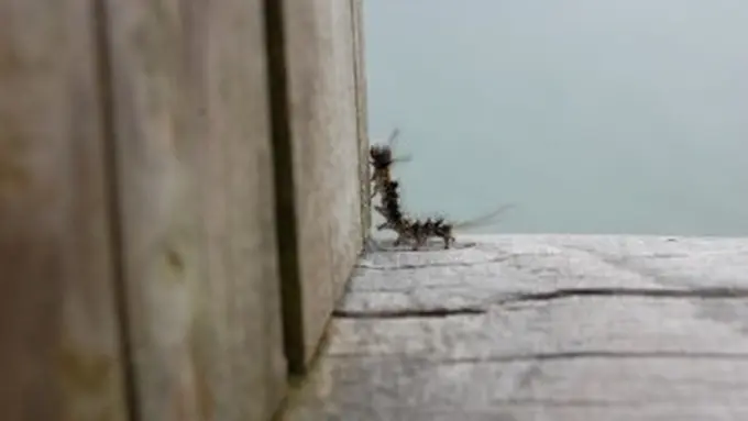 Teliti Tiga Jenis Ulat Bulu