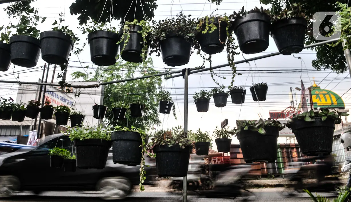 Kendaraan melintas di toko tanaman hias di kawasan Cipayung, Depok, Jawa Barat, Minggu (27/9/2020). Meningkatnya hobi masyarakat dalam berkebun di rumah semenjak PSBB diterapkan menyebabkan harga tanaman hias moroket hingga 10 kali lipat. (merdeka.com/Iqbal S. Nugroho)