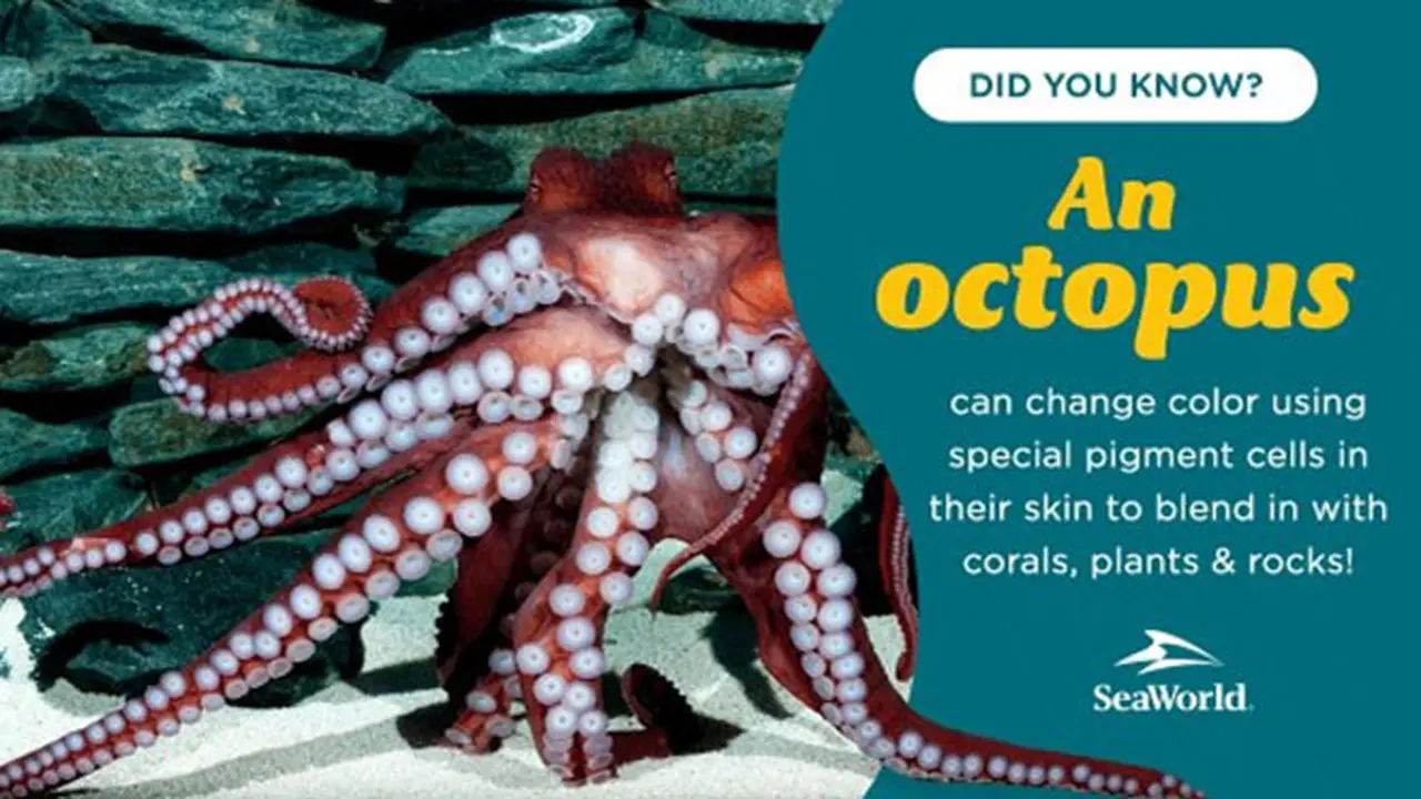 Giant Octopus dan Yogi Bear Adventure Ramaikan Lebyaran di Ancol