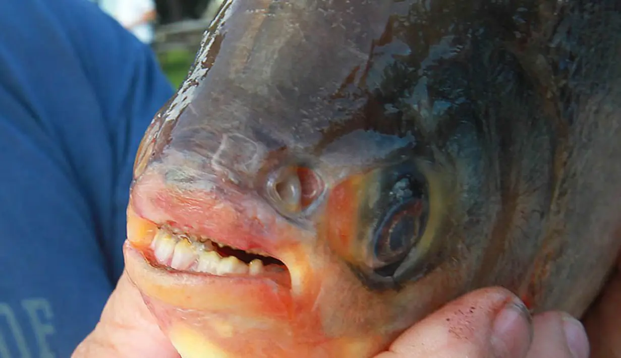 Bentuk gigi mirip manusia pada ikan ini berfungsi untuk meremukkan kacang-kacangan atau buah-buahan yang mengambang di permukaan air. (JASON KRYK/The Windsor Star)