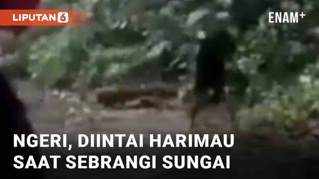 Detik-detik menegangkan terekam kamera rombongan pemuda. Awalnya rombongan meminta salah seorang temannya tidak berlari saat menyebrangi sungai, lantaran hewan buas mengintai mereka.