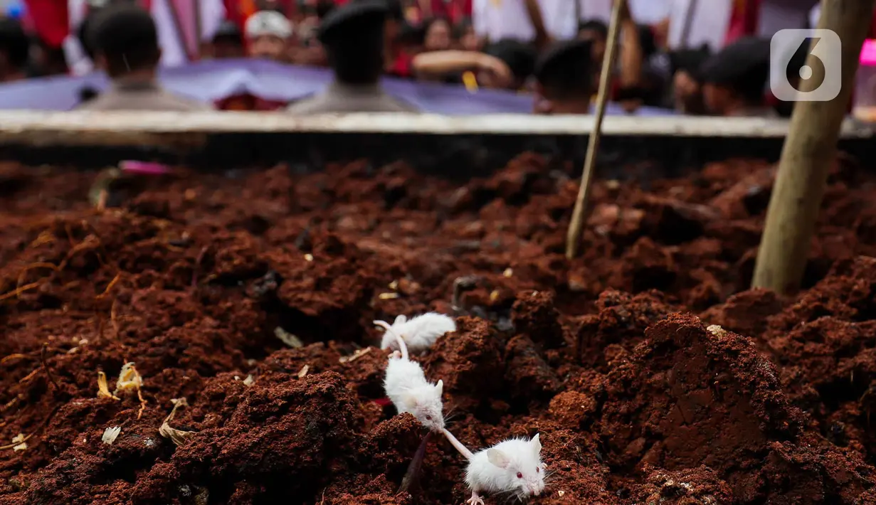 Massa aksi juga membawa tikus sebagai simbol pelaku korupsi di Indonesia. (Liputan6.com/Herman Zakharia)