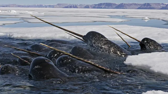 Narwhal