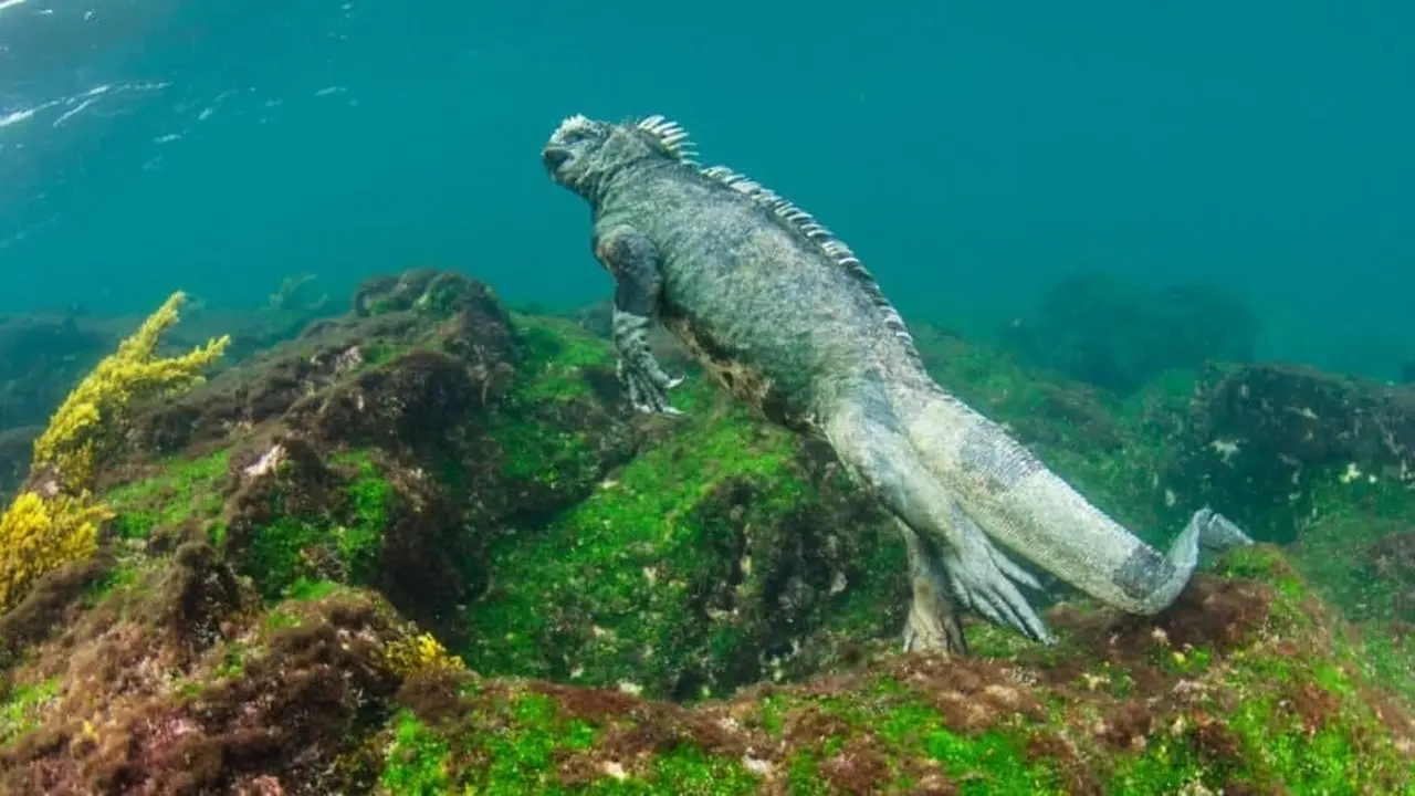Lebih Dekat dengan Iguana Laut, Wujudnya mirip 'Godzilla' Galapagos"