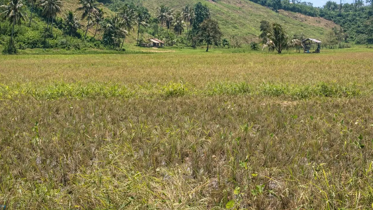 Kondisi sawah milik petani di Sulut. (Liputan6.com/Arfandi Ibrahim)