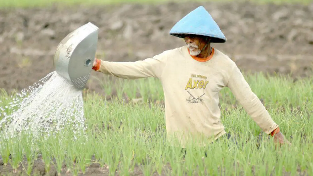 Petani