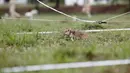 Seekor tikus saat berlatih mendeteksi keberadaan ranjau di Siem Reap, Kamboja (13/7/2015). Tanah di Kamboja tercatat masih penuh dengan ranjau sisa perang sipil, Khmer Rough "Killing Fields" pada 1970. (REUTERS/Samrang Pring)