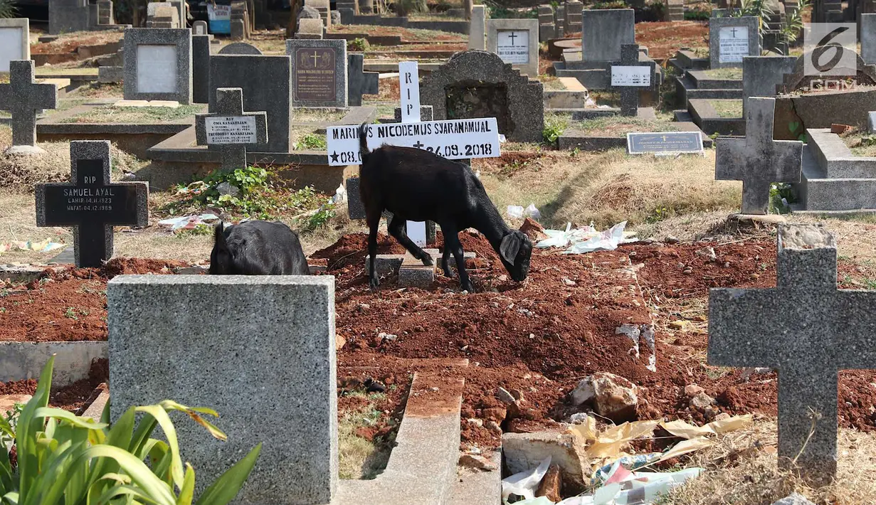 Kambing mencari makan di sekitar TPU Menteng Pulo, Jakarta, Selasa (9/10). Semakin berkurangnya lahan hijau menyebabkan peternak di Ibukota menggembalakan kambing tidak pada tempatnya. (Liputan6.com/Immanuel Antonius)