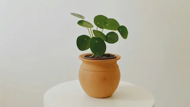 Pilea Peperomioides