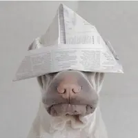 Anjing lucu ini dijamin membuatmu menjerit gemas di hari libur.