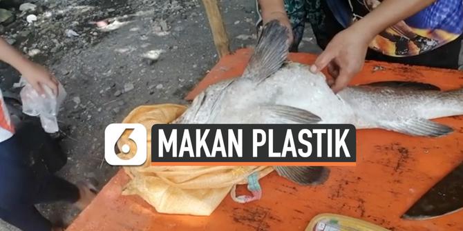 VIDEO: Miris, Gelas Plastik Ditemukan dalam Perut Ikan