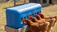 5 Ide Tempat Pakan Ayam Anti Tumpah dari Barang Bekas, Bikin Kandang Higienis