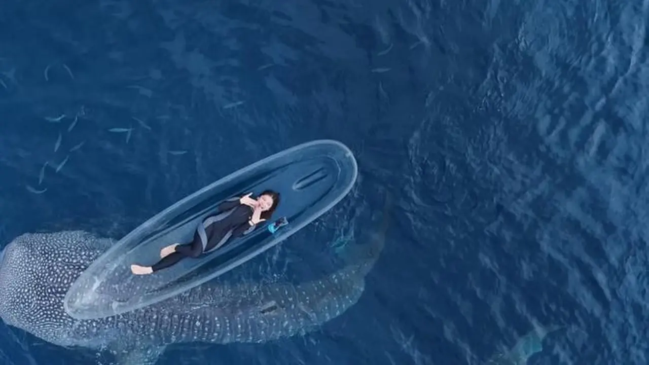 Potret Tiara Andini Berenang Bareng 2 Hiu Paus di Gorontalo. (instagram/tiaraandini)