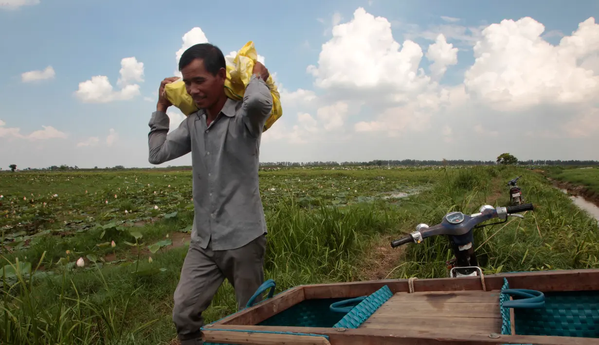 Sriev Kry membawa buah dari bunga teratai di provinsi Koh Thom, Phnom Penh, Kamboja, 25 April 2017. Sekarang Sriev Kry senang berada di rumah dan bersumpah dia tidak akan pernah meninggalkan keluarganya lagi. (AP Photo/Heng Sinith)