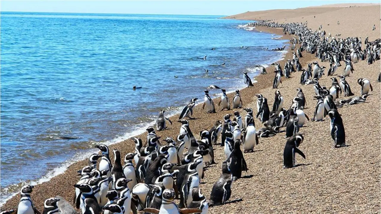 5 Tempat di Mana Anda Dapat Melihat Habitat Penguin