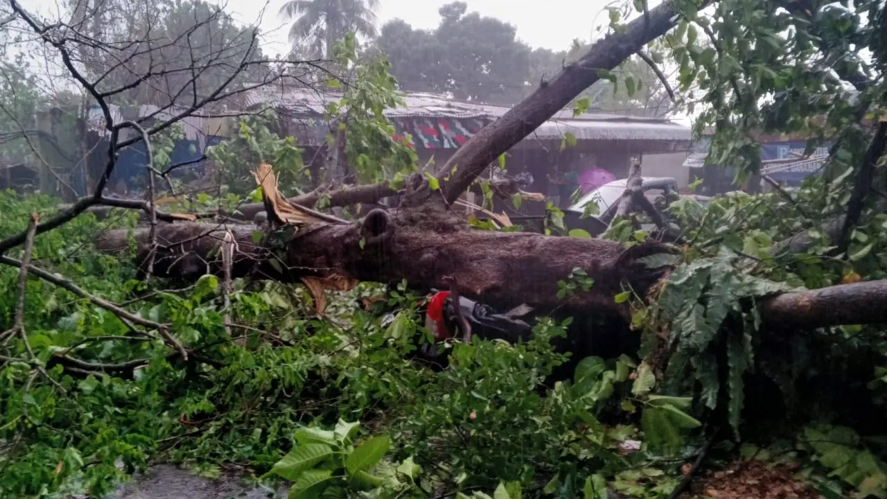 2 Mobil Ringsek Tertimpa Pohon Tumbang di Kota Bogor