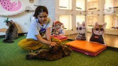 Karyawan membersihkan kandang di tempat penitipan kucing Arnamir, kawasan Setiabudi, Jakarta, Senin (17/4/2023). Menjelang libur Lebaran, tempat penitipan kucing Arnamir telah penuh dipesan sejak Desember lalu. (Liputan6.com/Faizal Fanani)