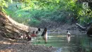 Warga mengambil air dari lubang pada aliran Sungai Cihoe untuk memenuhi kebutuhan sehari-hari termasuk air minum di kawasan Ridogalih, Cibarusah, Bekasi, Minggu (7/7/2019). Sudah lebih dari dua bulan, warga memanfaatkan sisa aliran sungai yang kotor akibat musim kemarau. (merdeka.com/Arie Basuki)