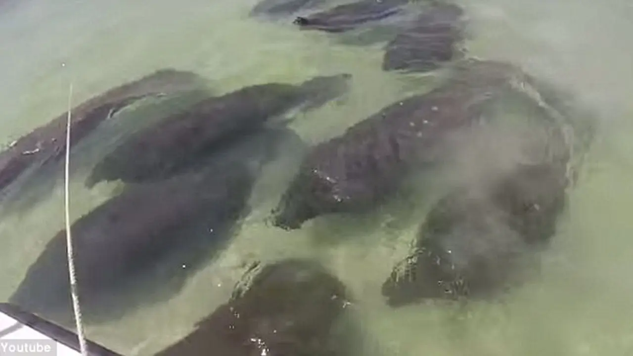 Sapi-sapi Laut Serbu Pantai Florida
