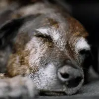 Simak perubahan fisik anjing dari muda menjadi tua berikut ini.