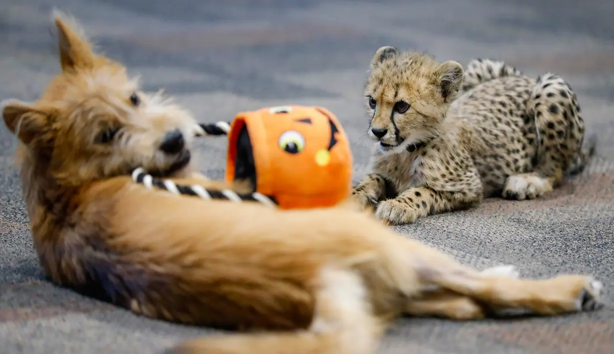 Bayi cheetah bernama Kris dan anak anjing bernama Remus terlihat akrab di Kebun Binatang Cincinnati, Ohio, Amerika Serikat, Rabu (9/10/2019). Kris merupakan satu-satunya bayi cheetah yang selamat setelah ibunya melahirkan tiga anak. (AP Photo/John Minchillo)