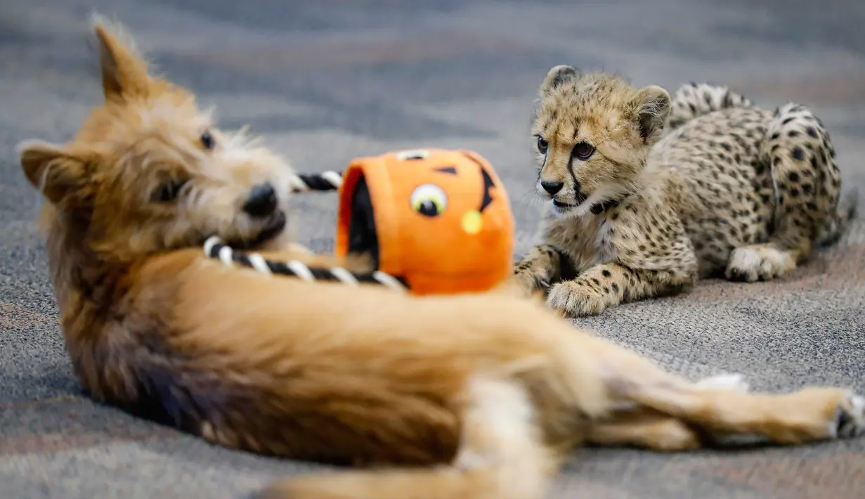 Bayi cheetah bernama Kris dan anak anjing bernama Remus terlihat akrab di Kebun Binatang Cincinnati, Ohio, Amerika Serikat, Rabu (9/10/2019). Kris merupakan satu-satunya bayi cheetah yang selamat setelah ibunya melahirkan tiga anak. (AP Photo/John Minchillo)
