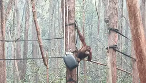 Asap Kebakaran Hutan Kalimantan Buat 21 Orangutan Jatuh Sakit