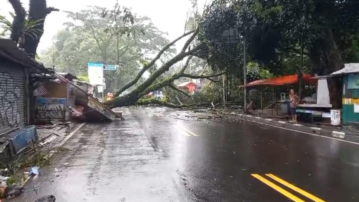 Pemkot Bogor Tangani 16 Kejadian Bencana Alam,  Didominasi Pohon Tumbang Berita Viral Hari Ini Sabtu 25 Mei 2024