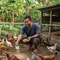 9 Cara Membesarkan Ayam Kampung Pedaging di Halaman Rumah, Pilih Bibit Unggul hingga Vaksinasi