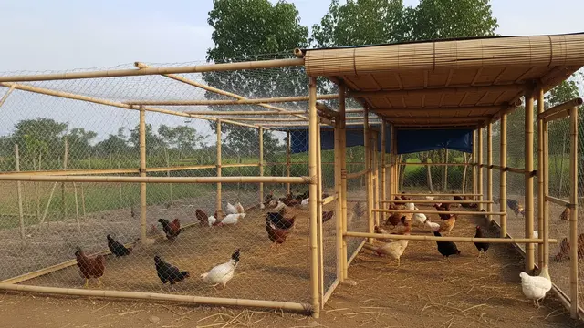 Kandang Ayam Umbaran