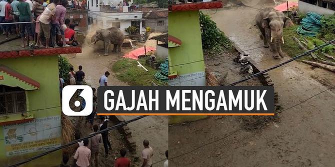 VIDEO: Tak Terkendali, Seekor Gajah Mengamuk di Perkampungan