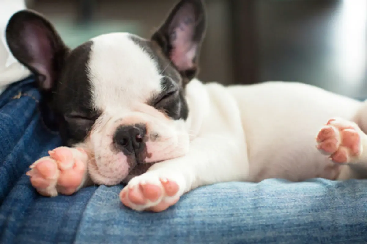 Cari Tahu Mimpi Anjing Saat Tertidur--OTW