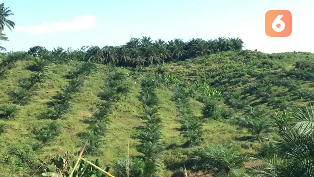 Kelapa Sawit