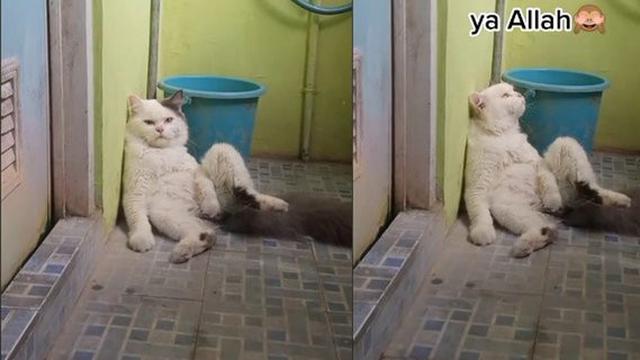 6 Foto Lucu Kucing saat Galau Banyak Pikiran Ini Bikin Gemas