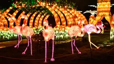 Gambar pada 15 November 2019 menunjukkan patung flamingo diterangi lampu merah muda sebagai bagian dari pameran festival cahaya di Kebun Binatang Jardin des Plantes, Paris. Festival Cahaya bertajuk "Ocean en voie d'illumination" ini digelar dari 18 November 2019 - 19 Januari 2020. (BERTRAND GUAY/AFP