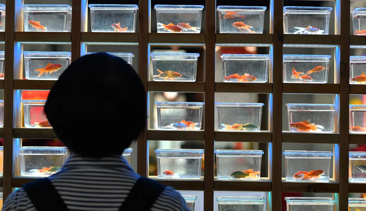 Pengunjung melihat ikan mas hias yang dipamerkan di sebuah museum di Sanfangqixiang (Tiga Jalur dan Tujuh Lorong), Kota Fuzhou, Provinsi Fujian, China, 23 September 2020. Lebih dari 3.000 ikan mas hias dari sekitar 100 spesies dipamerkan di museum tersebut. (Xinhua/Wei Peiquan)