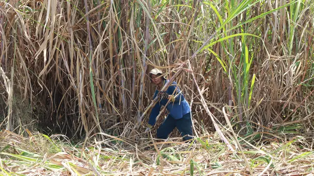 Petani Tebu Minta Lelang Gula Diperbaiki Imbas Gula Rafinasi Banjiri Pasar