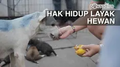 Begini kisah tentang usaha Doni Herdaru bersama Animal Defenders dalam memperjuangkan kehidupan yang lebih layak untuk seekor anjing