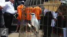 Petugas menunjukkan barang bukti dan tersangka kasus pengungkapan perdagangan satwa ilegal di Polda Metro Jaya, Jakarta, Rabu (5/10). Ditkrimsus Polda Metro Jaya berhasil mengamankan burung kakatua putih jambul kuning. (Liputan6.com/Immanuel Antonius)