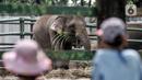 Wisatawan saat mengamati gajah di Taman Margasatwa Ragunan, Jakarta, Jumat (14/5/2021). Pemprov DKI Jakarta pada libur Lebaran 2021 membuka sejumlah tempat wisata, salah satunya Taman Margasatwa Ragunan. (merdeka.com/Iqbal S. Nugroho)