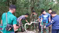 Seekor ular piton bermotif kembang, memangsa seekor rusa peliharaan dalam areal lahan markas Lanud TNI Halu Oleo Kendari.