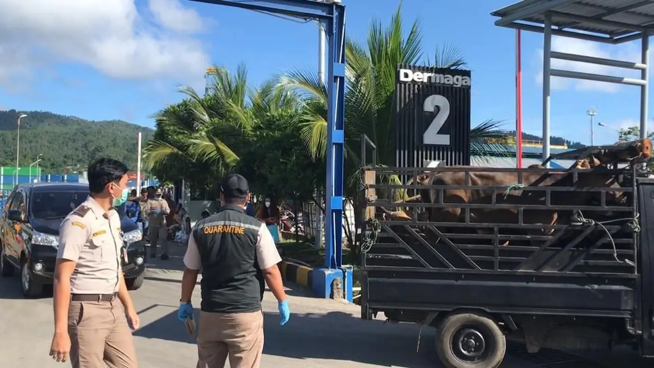 Pemeriksaan terhadap puluhan ternak sapi dari Ternate yang masuk ke Sulut melalui Pelabuhan Bitung.