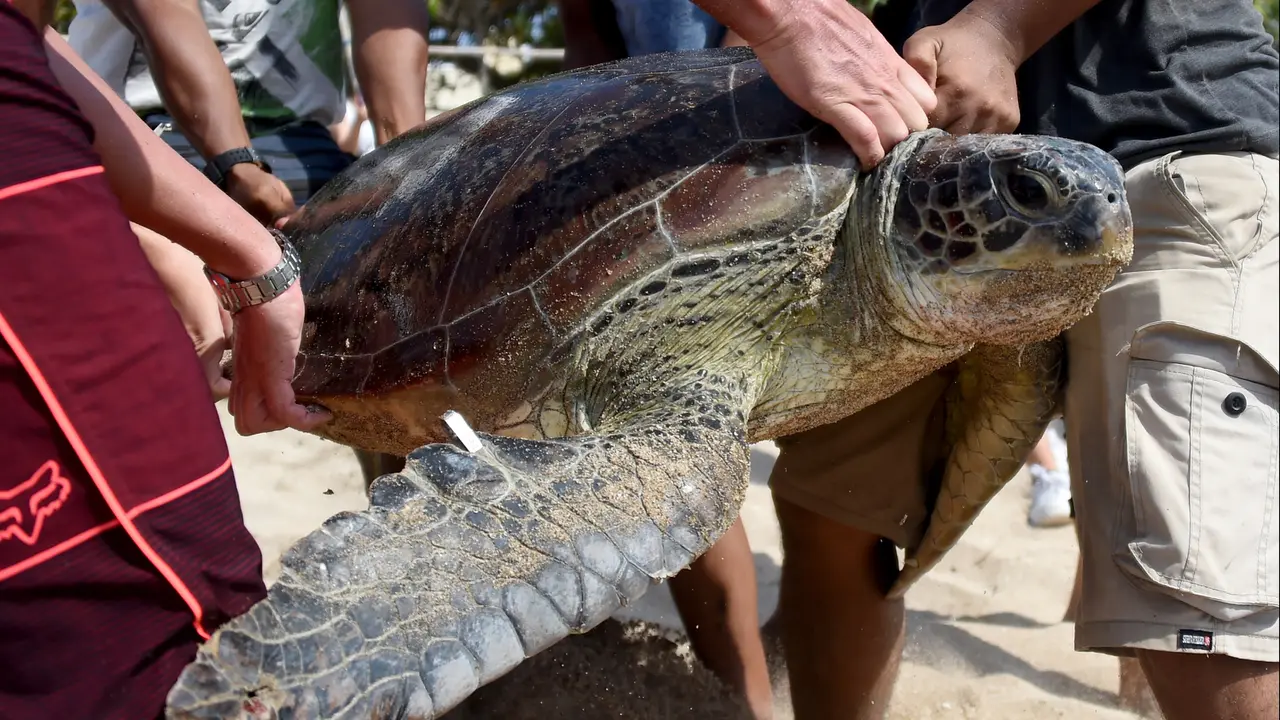 Penyu Hijau Sitaan Polda Bali Dilepas di Pantai Kuta