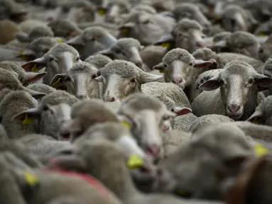 Sekelompok domba digembalakan melewati pusat kota Madrid, Minggu (22/10). Ribuan ekor domba menyesaki jalanan ibu kota Spanyol untuk memperingati ritual migrasi ternak dari lokasi peternakan musim panas ke lokasi musim dingin. (PIERRE-PHILIPPE MARCOU/AFP)