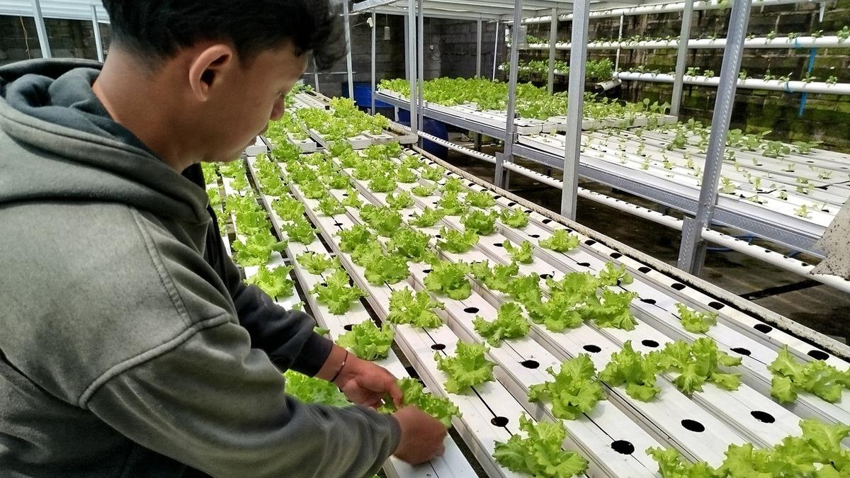 Cara Menanam Sayur Hidroponik di Rumah, Daun Sehat Tanpa Pestisida