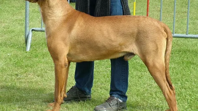 Tosa Inu