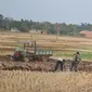 Petani di Cilacap menjual bongkahan tanah sawah pada musim kemarau. (Foto: Liputan6.com/Muhamad Ridlo)