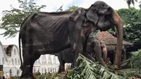Gajah parade di Sri Lanka yang dibiarkan kelaparan hingga kurus kering. (dok. Facebook @Save Elephant Foundation)