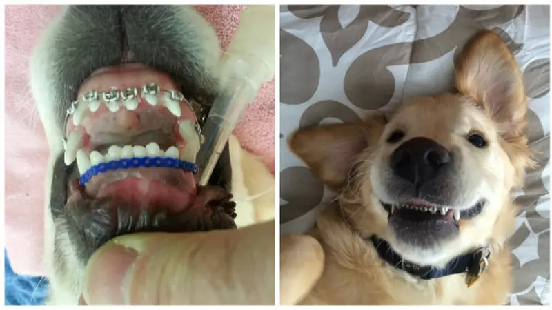 Unik, Pemasangan Kawat Gigi Untuk Anak Anjing *OTW