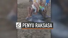 Beredar video memperlihatkan tindakan manusia yang mengekploitasi hewan. Sejumlah orang menunggangi penyu belimbing yang tergolong hewan langka.